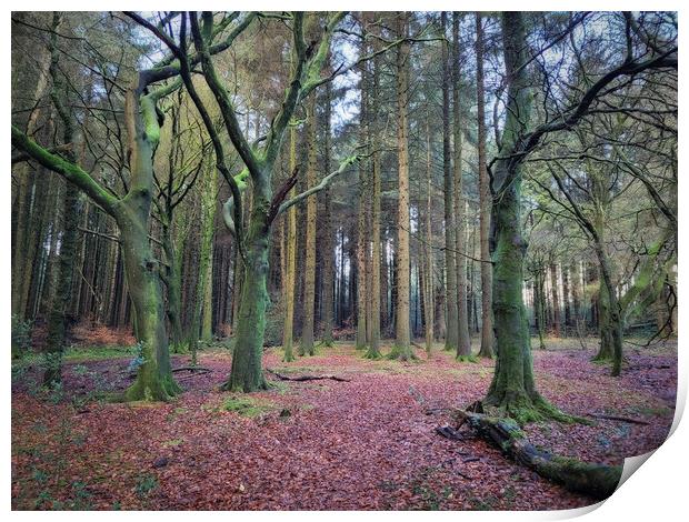The Forest at Entwistle Bolton Print by Phil Durkin DPAGB BPE4