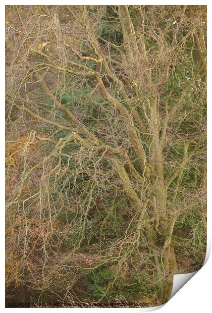 Tree Profile Print by Simon Johnson