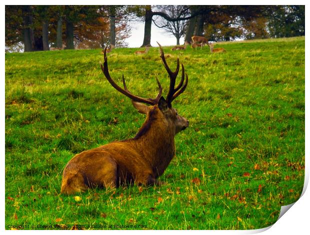 Cervus Elaphus Print by Steven Watson