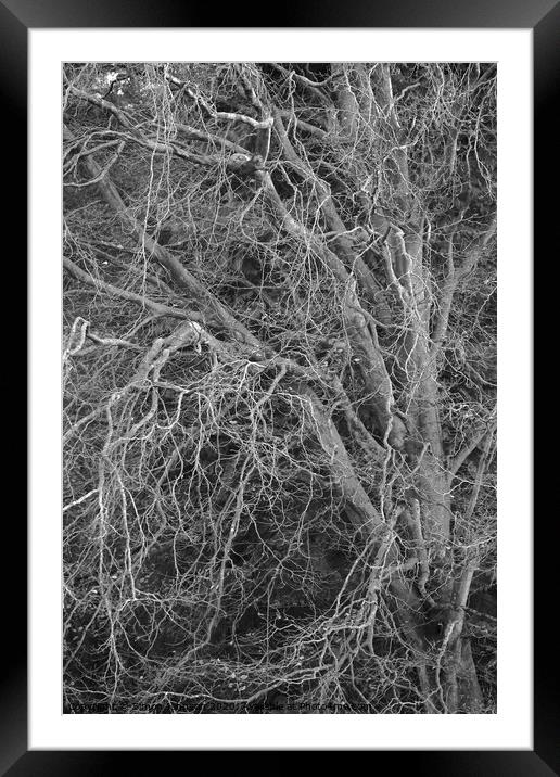 Trees and branches Framed Mounted Print by Simon Johnson