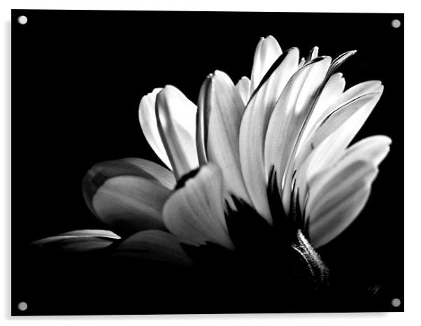 Gerbera In Black And White. Acrylic by Aj’s Images