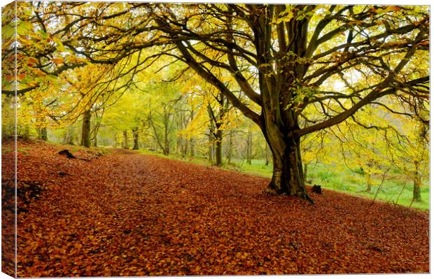 Autumn Colours Kinnoull Hill Woodland, Perth, Scotland Canvas Print by Navin Mistry