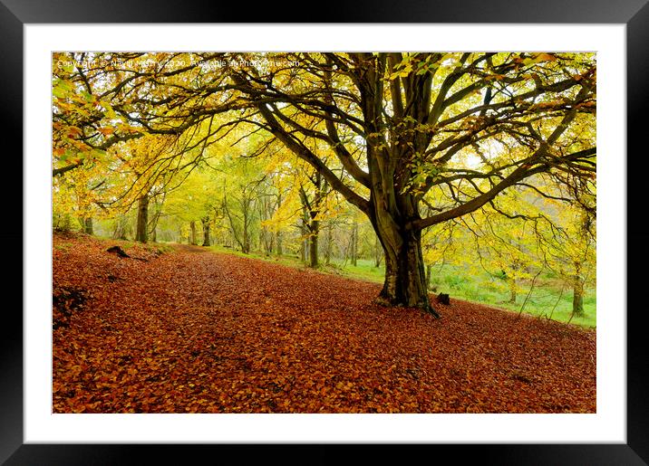 Autumn Colours Kinnoull Hill Woodland, Perth, Scotland Framed Mounted Print by Navin Mistry