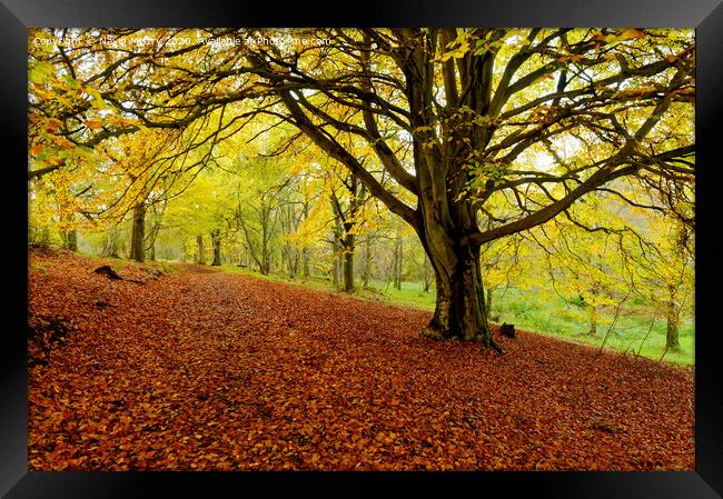 Autumn Colours Kinnoull Hill Woodland, Perth, Scotland Framed Print by Navin Mistry