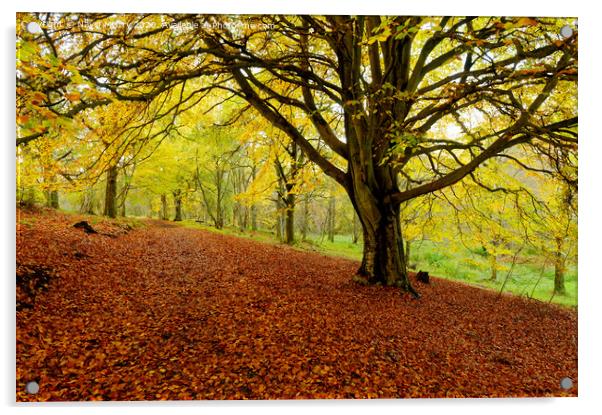 Autumn Colours Kinnoull Hill Woodland, Perth, Scotland Acrylic by Navin Mistry