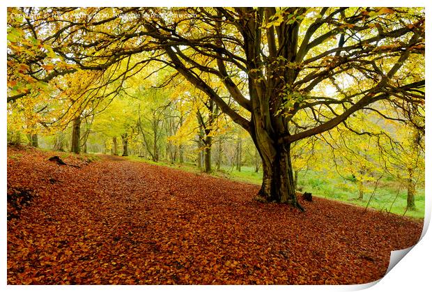 Autumn Colours Kinnoull Hill Woodland, Perth, Scotland Print by Navin Mistry