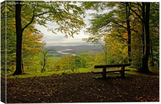 A viewpoint in the Kinnoull Hill Woodland, Perth Scotland Canvas Print by Navin Mistry