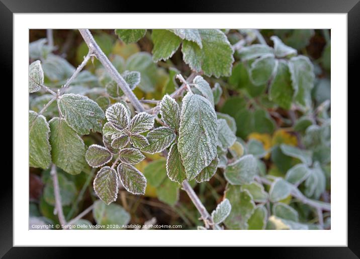 Frost on the leaves Framed Mounted Print by Sergio Delle Vedove