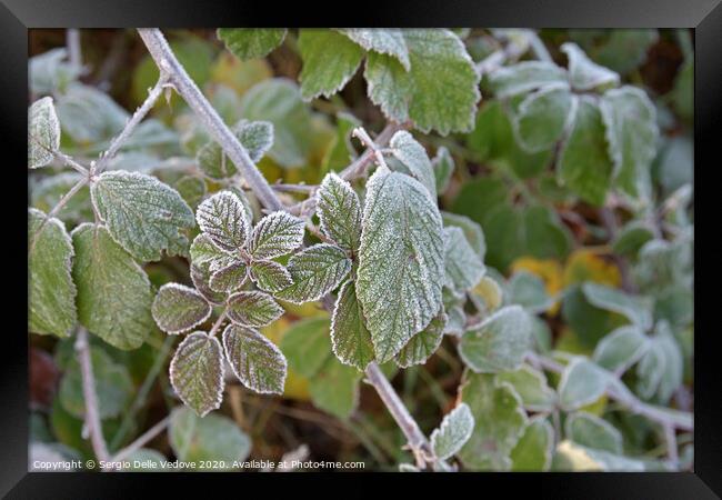 Frost on the leaves Framed Print by Sergio Delle Vedove