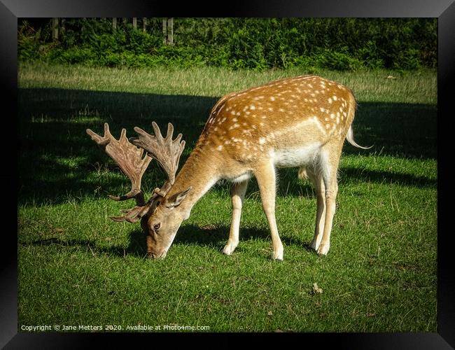 Fallow Deer Framed Print by Jane Metters