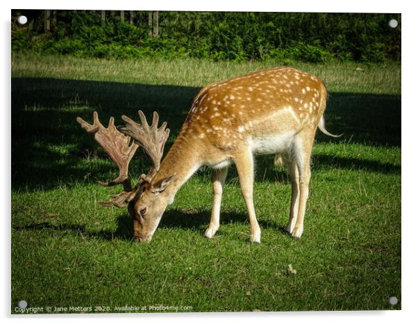 Fallow Deer Acrylic by Jane Metters