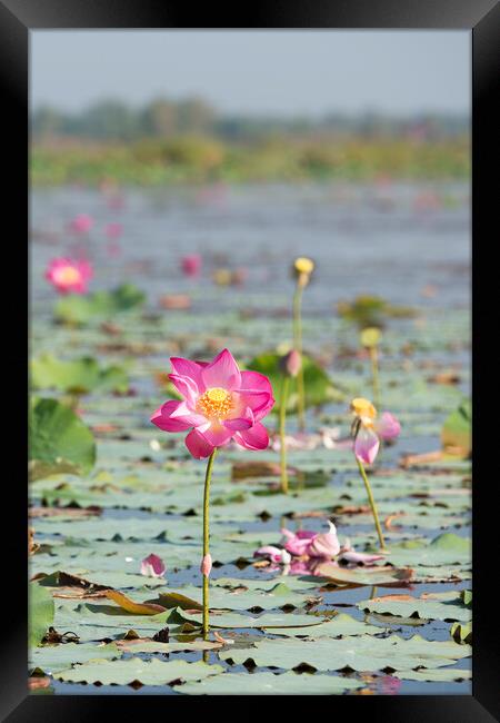 THAILAND ISAN UDON THANI KUMPHAWAPI LOTUS LAKE Framed Print by urs flueeler