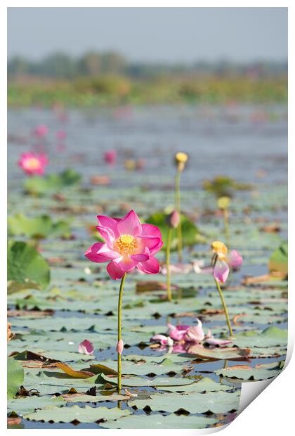 THAILAND ISAN UDON THANI KUMPHAWAPI LOTUS LAKE Print by urs flueeler