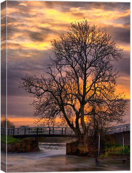 The Tree on the Weir Canvas Print by Simon Gladwin