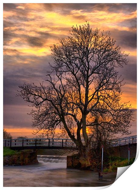 The Tree on the Weir Print by Simon Gladwin