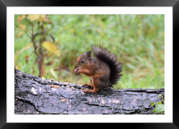 Red Squirrel Feeding Framed Mounted Print by Graham Watters