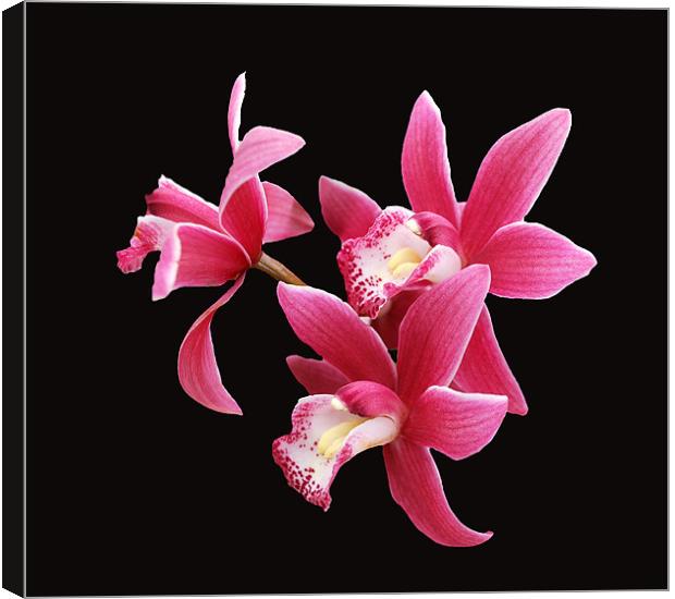 Pink Orchid on Black Canvas Print by Karen Martin