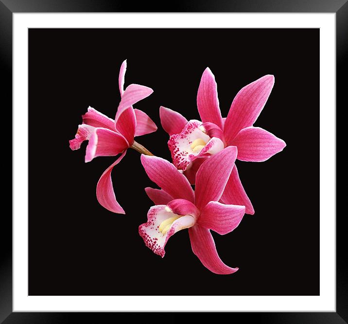 Pink Orchid on Black Framed Mounted Print by Karen Martin