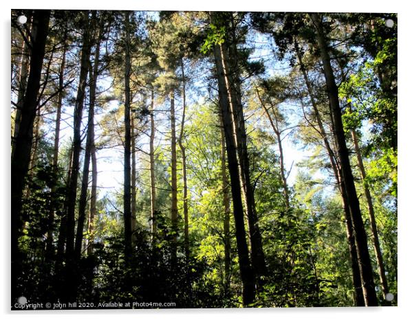 Woodland in the peak district national park in Derbyshire. Acrylic by john hill