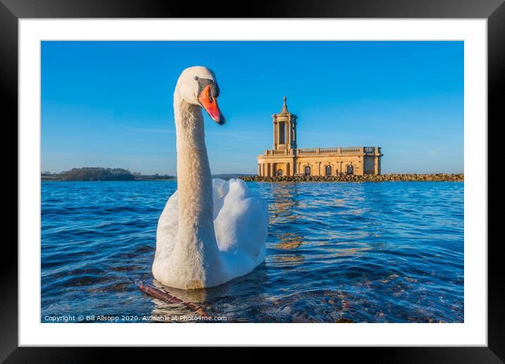 Swan at Normanton. Framed Mounted Print by Bill Allsopp