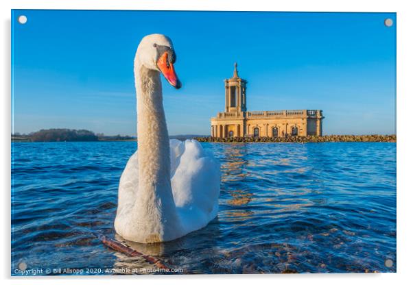 Swan at Normanton. Acrylic by Bill Allsopp