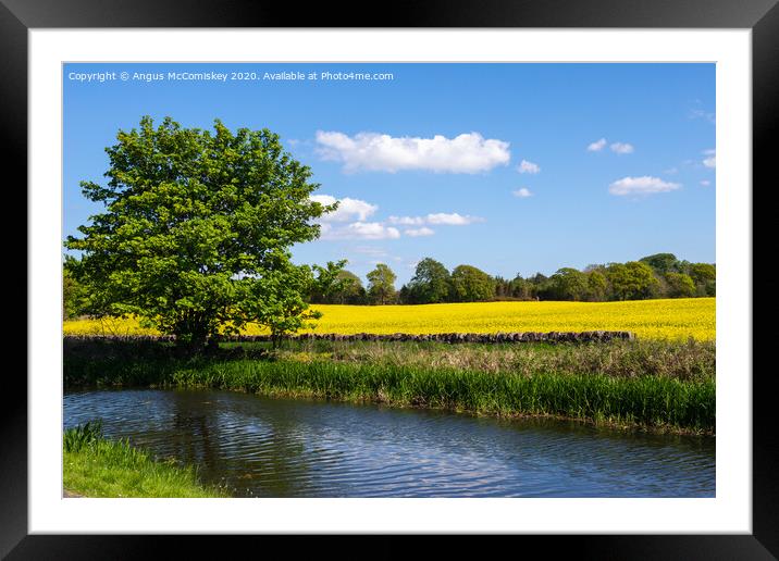 Yellow rapeseed field next to Union Canal Framed Mounted Print by Angus McComiskey