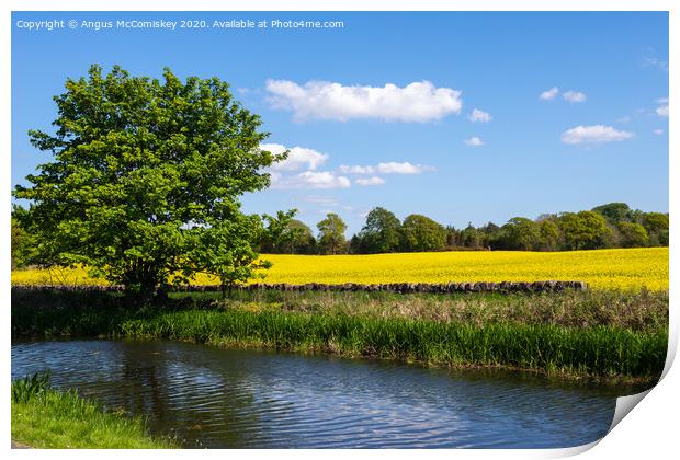 Yellow rapeseed field next to Union Canal Print by Angus McComiskey