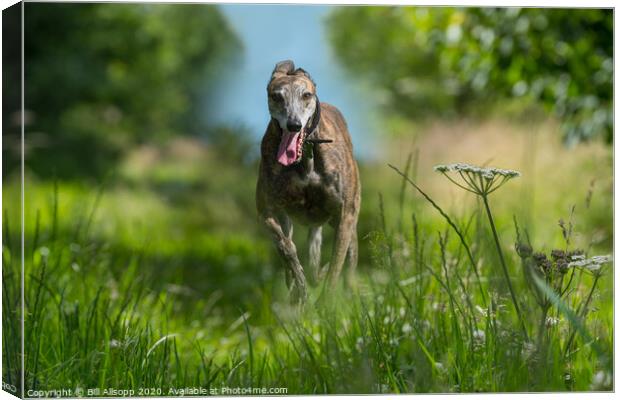 A brindle Greyhound running in long grass. Canvas Print by Bill Allsopp