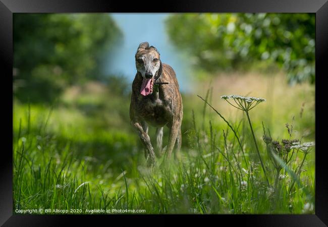 A brindle Greyhound running in long grass. Framed Print by Bill Allsopp