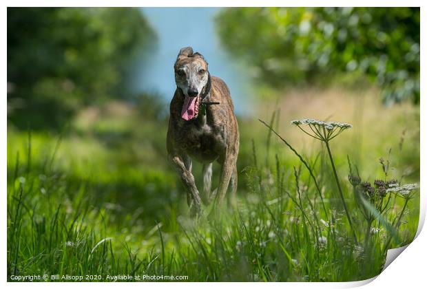 A brindle Greyhound running in long grass. Print by Bill Allsopp