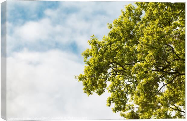 Green tree branches against a blue cloudy sky Canvas Print by Ben Delves