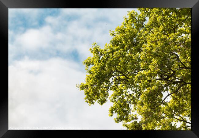 Green tree branches against a blue cloudy sky Framed Print by Ben Delves