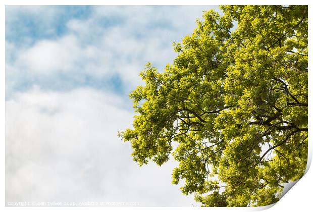 Green tree branches against a blue cloudy sky Print by Ben Delves