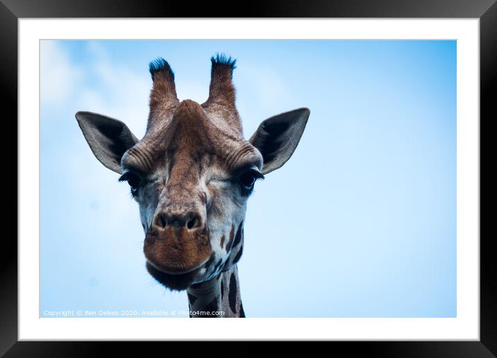 Why the long neck? Framed Mounted Print by Ben Delves