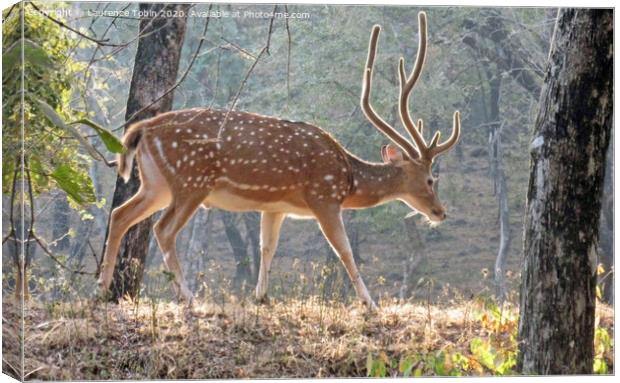 Young Deer. Ranthambore National Park, India Canvas Print by Laurence Tobin