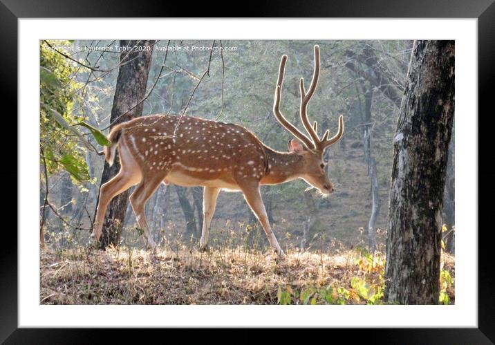 Young Deer. Ranthambore National Park, India Framed Mounted Print by Laurence Tobin