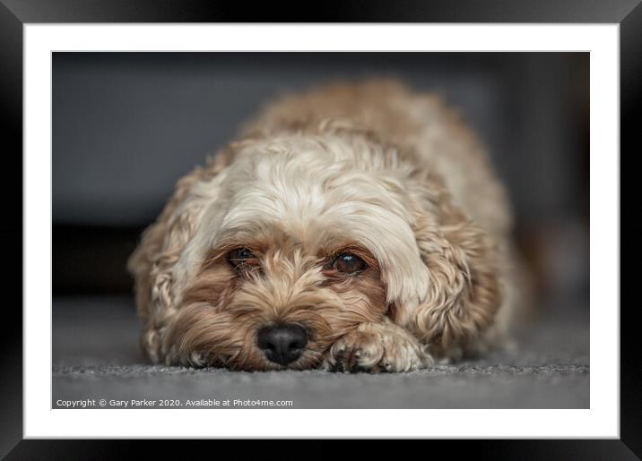Cute Cavapoochon lying on the floor, looking directly towards the camera Framed Mounted Print by Gary Parker
