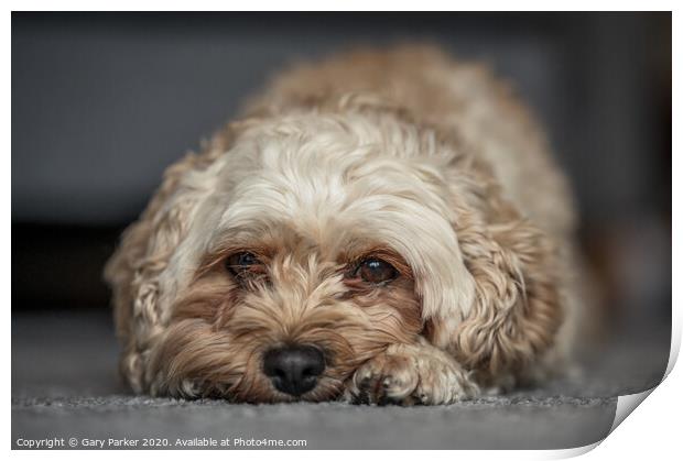 Cute Cavapoochon lying on the floor, looking directly towards the camera Print by Gary Parker