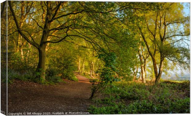 A path in The Outwoods. Canvas Print by Bill Allsopp