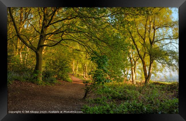 A path in The Outwoods. Framed Print by Bill Allsopp