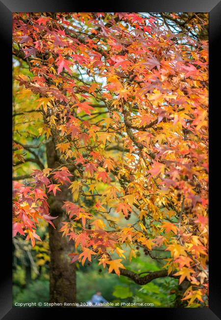 Autumn leaves in France Framed Print by Stephen Rennie