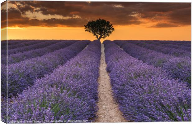 Lavender and Light Canvas Print by Iain Tong