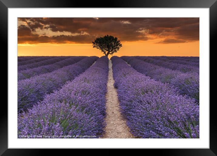 Lavender and Light Framed Mounted Print by Iain Tong