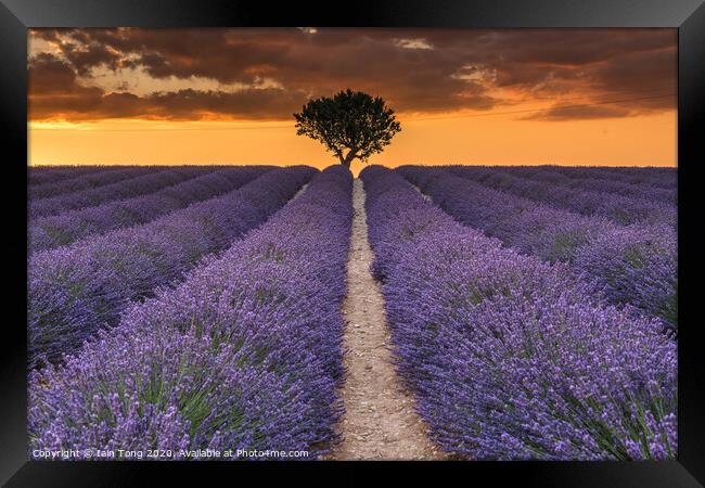 Lavender and Light Framed Print by Iain Tong