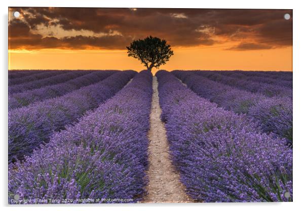 Lavender and Light Acrylic by Iain Tong