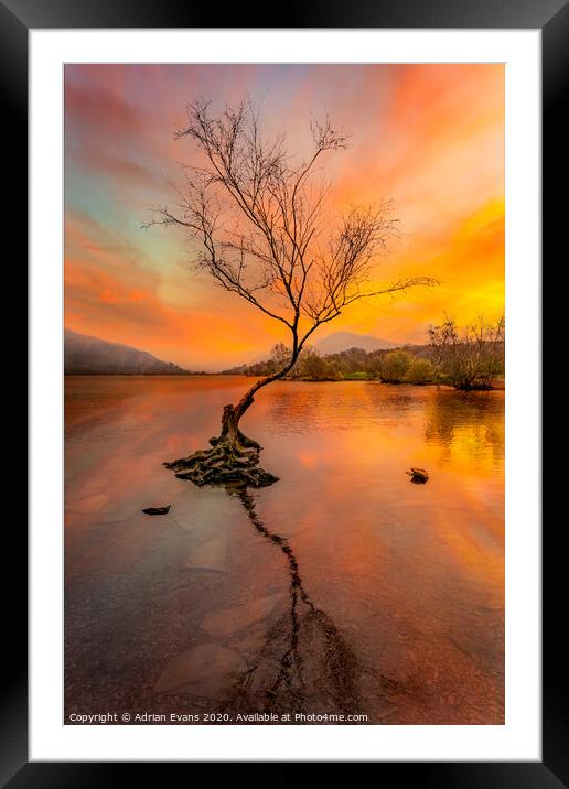 Llanberis Lake Lone Tree Snowdonia Framed Mounted Print by Adrian Evans