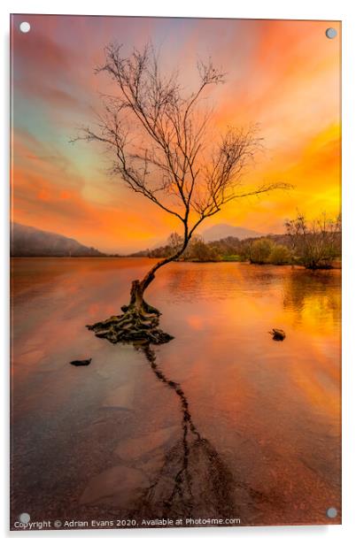 Llanberis Lake Lone Tree Snowdonia Acrylic by Adrian Evans