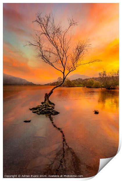 Llanberis Lake Lone Tree Snowdonia Print by Adrian Evans