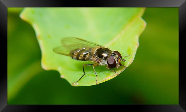 Resting Hover Framed Print by Louise Godwin