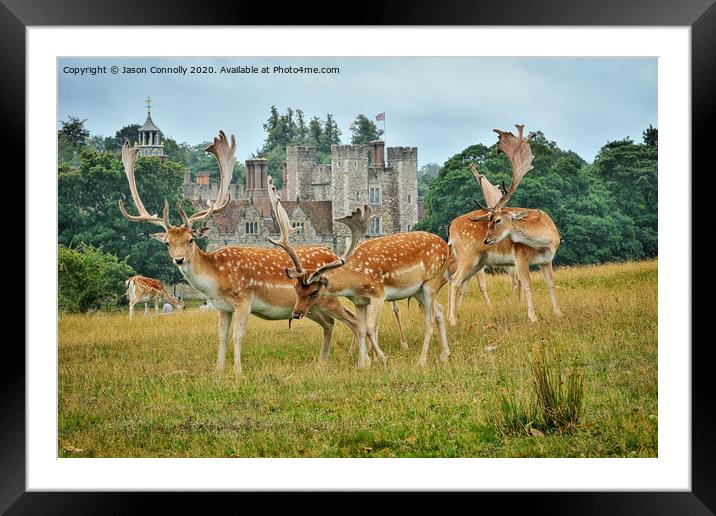 Fallow Deer, Knole Park Framed Mounted Print by Jason Connolly
